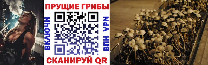 Псилоцибиновые грибы прущие грибы  закладка  Дубовка 